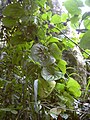 Dioscorea bulbifera