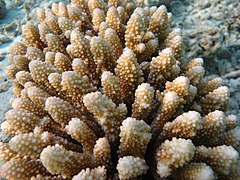 Acropora lutkeni