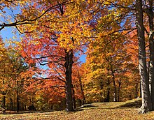 Okraj podzimního lesa s červeně a zlatě zbarvenými javory