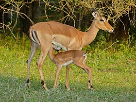 Impala fêmea amamentando filhote