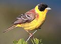 Emberiza melanocephala (Emberizidae)