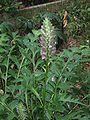 Acanthus balcanicus.