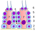 Kiemepitheel van de teelbal. 1. basaal membraan 2. spermatogonia 3. primaire (1e orde) spermatocyte 4. secundaire (2e orde) spermatocyte 5. ontwikkeling van spermatide 6. rijpe spermatide 7. Sertolicel 8. zonula occludens (bloed-testisbarrière)