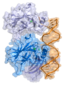 Het antitumoreiwit p53 gaat tijdens reparatie een fysieke binding aan met de DNA-helix (oranje).