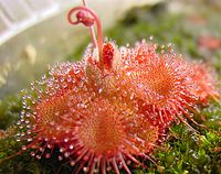 Drosera sessilifolia