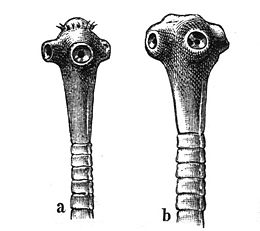 Horgasfejű és simafejű galandféreg (Taenia solium, T. saginata)