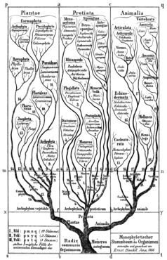 Version de 1866 montrant les plantes, les protistes et les animaux.