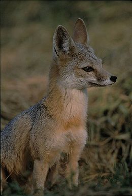 Vikrioji lapė (Vulpes velox)