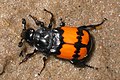 Nicrophorus vespilloides