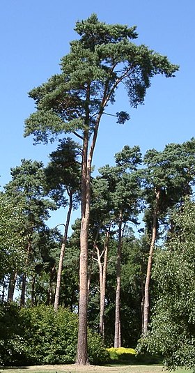 Pinus sylvestris, hábito típico de uma Pinopsida.