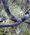 Usnea australis，一種以fruticose形式生長在樹枝上的地衣。