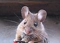 Lěsna myš (Apodemus sylvaticus)
