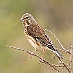 A common linnet on a branch.