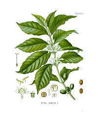 Ілюстрація Coffea arabica