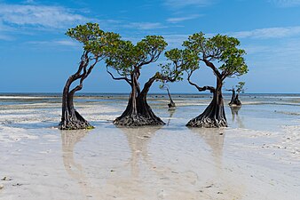 עצי מנגרובים החיים לחופי מים מלוחים או מליחים, בהם רמת מליחות גבוהה.