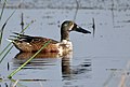 Male, eclipse plumage