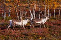 Na Finskem se severni jeleni pasejo na območju Laponske in na planinah