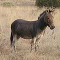 Seesel (ingelsk: Zonkey)