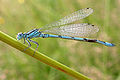 Coenagrion