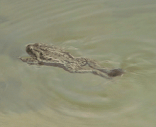 Crapaud commun en train de nager à la surface de l'eau