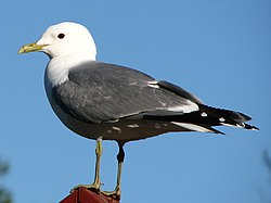 Stormmåge (Larus canus)