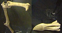 Fotka zblízka na dva pozůstatky - vlevo tři dlouhé propojené kosti, vpravo zobák