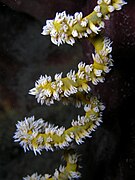 Spiral wire coral