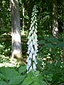 Digitalis purpurea var. alba