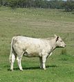 Yearling Murray Grey heifer, Walcha, NSW