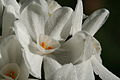 Narcissus papyraceus 'Papirnato-bele'