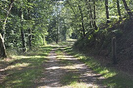 Chemin accessible via voiture pour pratiquer la randonnée dans la forêt communale - Lann Bourgeol