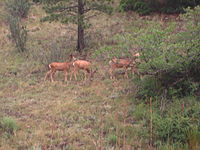 Deer at Cimarron Canyon State Park