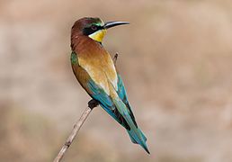 Adulte - parc national de l'Ichkeul, Tunisie.