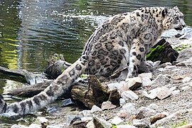 Snow leopard