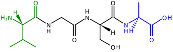 Hai đầu của một polypeptide, một gọi là đầu N hay đầu tận cùng amino, và một đầu khác gọi là đầu C hay đầu tận cùng carboxyl.[1] Phân tử polypeptide này chứa 4 amino acid liên kết với nhau, còn được gọi là tetrapeptide Val-Gly-Ser-Ala. Bên trái là đầu N, với nhóm amino (H2N) màu lục (L-Valin). Bên phải là đầu C, với nhóm carboxyl (COOH) màu lam (L-Alanin).