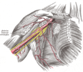 The brachial plexus surrounds the brachial artery.