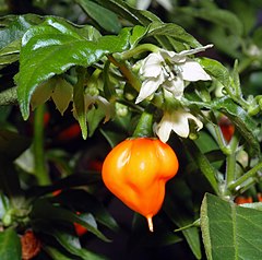 Description de l'image Habanero chile - flower with fruit (aka).jpg.