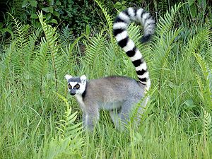 Lemur catta