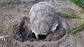 Leopard tortoise digging a hole to lay eggs