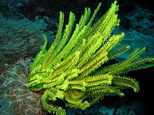 Sælilja, Apo Reef, hjá Filipseyjum