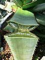 The Aloe stores water in its leaves