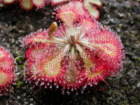 Drosera tokaiensis