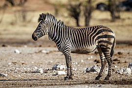 Equus zebra (Equidae).