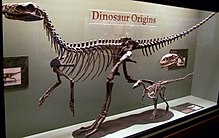 Esqueleto completo de un dinosaurio carnívoro primitivo, expuesto en una urna de vidrio en un museo