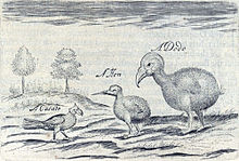 رسم أولي لثلاثة طيور برية، علق عليها العبارة "a Cacato, a Hen, a Dodo"