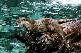 Photographie en couleurs d'un animal sur un tronc d'arbre et reposant sur une rivière.