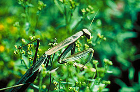Mantodea - Mantis religiosa