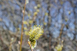 Selje med pollenbærere (5).jpg