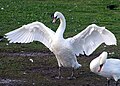 A swan spreading its wings.