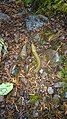 Banana slug along the trail on wet day